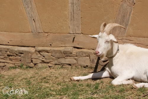 Vakantie 2011 Weywertz Belgie