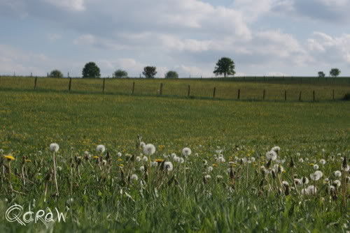 Vakantie 2011 Weywertz Belgie