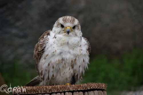 Roofvogel | Vakantie Vresse sur Semois