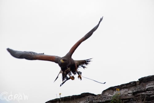 Roofvogel Bouillon| Vakantie Vresse sur Semois