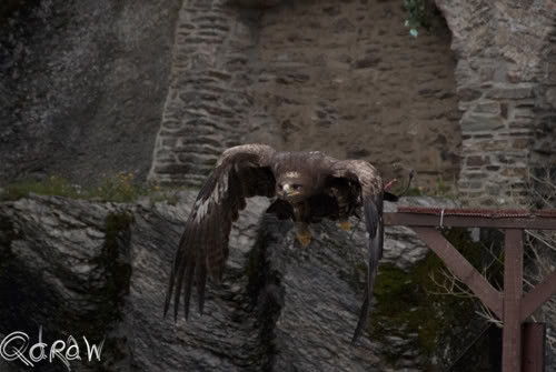 Roofvogel Bouillon| Vakantie Vresse sur Semois