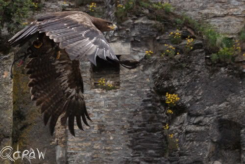 Roofvogel Bouillon| Vakantie Vresse sur Semois