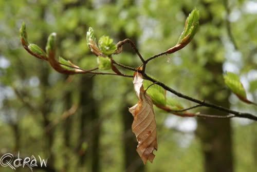 Lente | Vakantie Vresse sur Semois