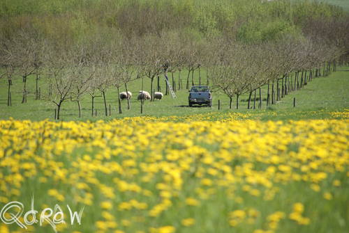Vakantie Beveren (Alveringem) in de Belgische Westhoek