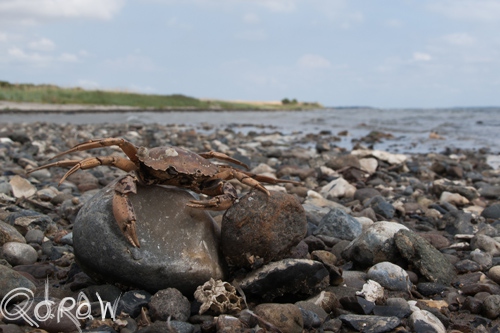 Vakantie Sejerslev (Mors) in het Deense Limfjorden-gebied