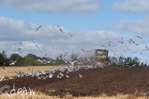 Vakantie Sejerslev (Mors) in het Deense Limfjorden-gebied
