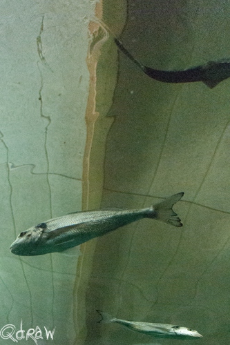 Vakantie Sejerslev (Mors) in het Deense Limfjorden-gebied