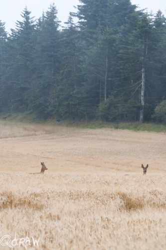 Vakantie Sejerslev (Mors) in het Deense Limfjorden-gebied