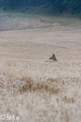 Vakantie Sejerslev (Mors) in het Deense Limfjorden-gebied