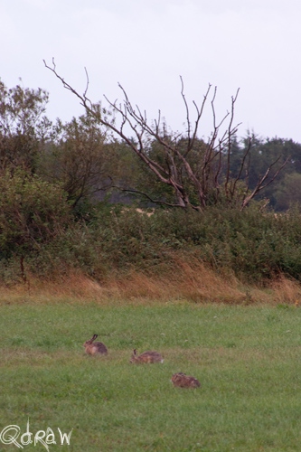 Vakantie Sejerslev (Mors) in het Deense Limfjorden-gebied