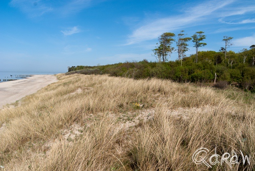 Vakantie Blankenhagen (Duitsland) mei 2014 strand, duinen, bomen, helmgras, oostzee | foto 14