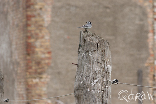 Vakantie Blankenhagen (Duitsland) mei 2014 vogel, grijs, witte en rouwkwikstraat, motacilla alba/m.a. yarrellii | foto 25
