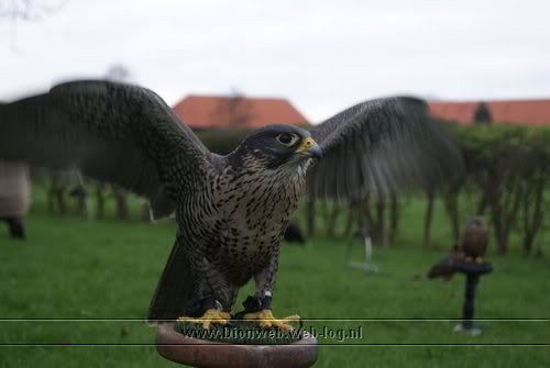 roofvogels vlogen bij De Kribbe