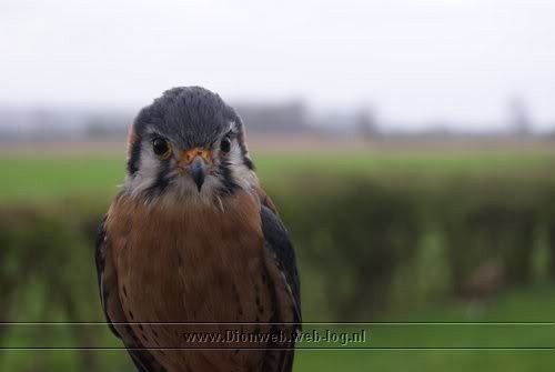 valkerij schaap vliegt in wilp