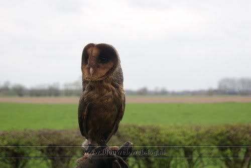 valkerij schaap vliegt in wilp