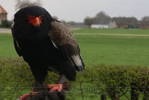 valkerij schaap vliegt in wilp