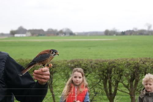valkerij schaap vliegt in wilp
