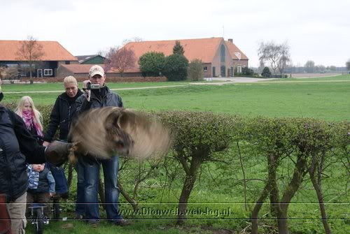 valkerij schaap vliegt in wilp