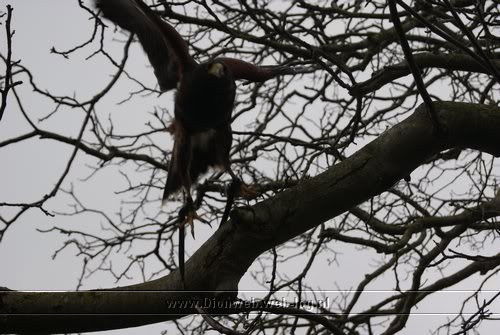 valkerij schaap vliegt in wilp