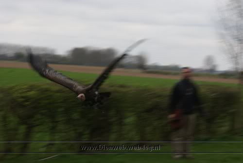 valkerij schaap vliegt in wilp