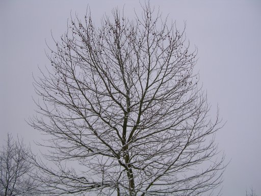 mercurius boom, twello, kraaien 22/10/2005 19:22:59