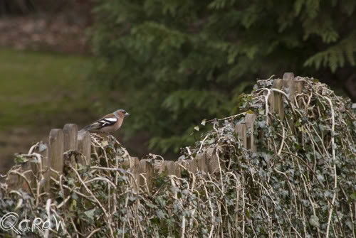 Vogels Renderklippen- Dijk Welsum