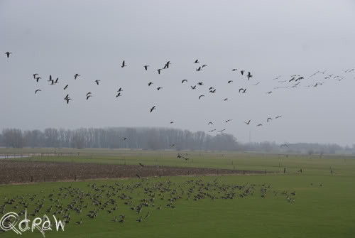 Vogels Renderklippen- Dijk Welsum