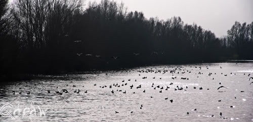 Vogels Renderklippen- Dijk Welsum