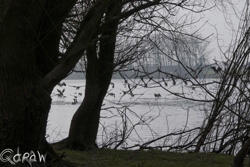 Vogels Renderklippen- Dijk Welsum