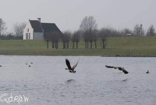 Vogels Renderklippen- Dijk Welsum