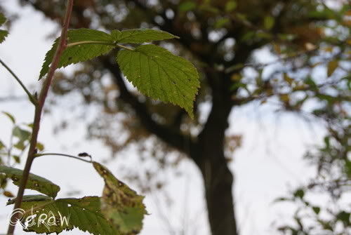 Wilp/Voorsterklei in de herfst