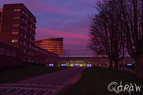 Zonsondergang Brabanthallen Den Bosch zonsondergang, paars, avans, riet, lucht | foto 4