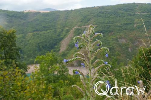 Balkan roadtrip dag 2: Pivameer (Montenegro) (2026), Slangenkruid, Slangenkruid, bergen