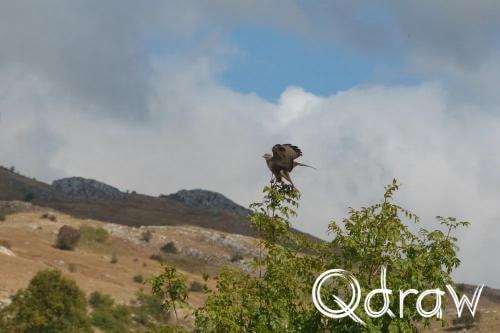 Balkan roadtrip dag 2: Pivameer (Montenegro) (2026), Buizerd, Buizerd, Borkovici, Pluzine, Pivska Planina