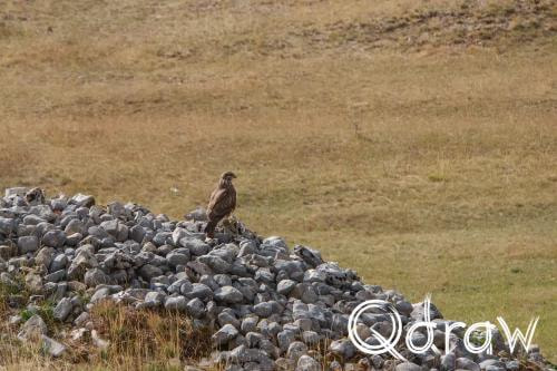 Balkan roadtrip dag 2: Pivameer (Montenegro) (2026), Buizerd, Buizerd, Borkovici, Pluzine, Pivska Planina, bergen, rotsen