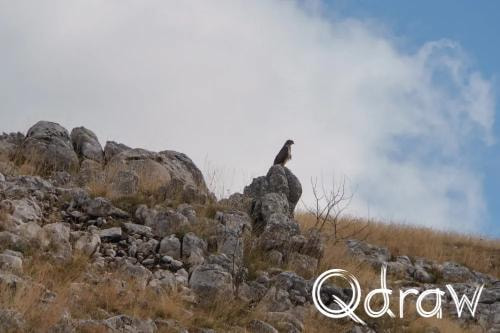 Balkan roadtrip dag 2: Pivameer (Montenegro) (2026), Buizerd - Seljkovac, Buizerd, Seljkovac, Pivska Planina, bergen