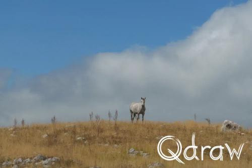 Balkan roadtrip dag 2: Pivameer (Montenegro) (2026), Paard - Seljkovac, Seljkovac, Pivska Planina, paarden, bergen