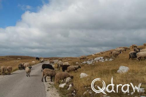 Balkan roadtrip dag 2: Pivameer (Montenegro) (2026), Schapen - Seljkovac, Seljkovac, Pivska Planina, schapen, bergen