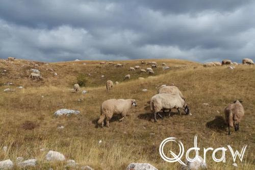 Balkan roadtrip dag 2: Pivameer (Montenegro) (2026), Schapen - Seljkovac, Seljkovac, Pivska Planina, schapen, bergen