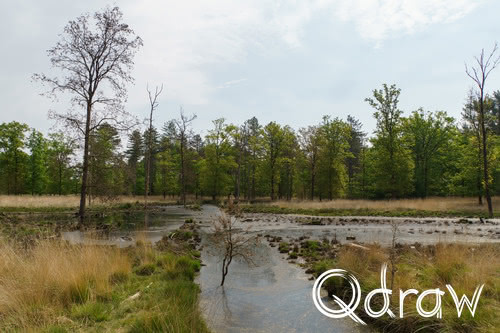 Wandelen door het Leenderbos en langs de Strijper Aa