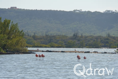 Flamingo’s bij Jan Kok – Sint Willibrordus Curaçao