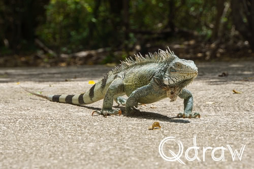 Hagedissen en leguanen