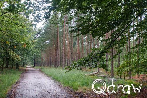 Veluwe Zwerfpad Etappe 13 van Hoog Soeren naar Kootwijk (2026) ; Asselt ; Etappe 13, Asselt, naaldbomen, takken, Veluwe Zwerfpad