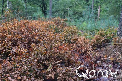 Veluwe Zwerfpad Etappe 13 van Hoog Soeren naar Kootwijk (2026) ; Bosbessenstruikjes ; Etappe 13, Bosbessenstruikjes, herfst, Veluwe Zwerfpad