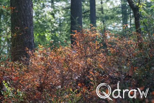 Veluwe Zwerfpad Etappe 13 van Hoog Soeren naar Kootwijk (2026) ; Bosbessenstruikjes (Grevenhout) ; Etappe 13, Bosbessenstruikjes, herfst, Veluwe Zwerfpad, Grevenhout