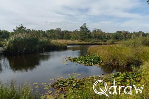 Veluwe Zwerfpad Etappe 13 van Hoog Soeren naar Kootwijk (2026) ; Kootwijkerveen ; Kootwijkerveen, water, Veluwe Zwerfpad, Etappe 13