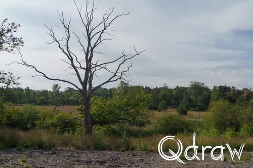 Veluwe Zwerfpad Etappe 13 van Hoog Soeren naar Kootwijk (2026) ; Kootwijkerveen ; Kootwijkerveen, dode boom, Veluwe Zwerfpad, Etappe 13
