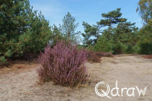 Veluwe Zwerfpad Etappe 13 van Hoog Soeren naar Kootwijk (2026) ; Nieuw Milligse Zand ; heide, bloei, Nieuw Milligse Zand, Veluwe Zwerfpad, Etappe 13