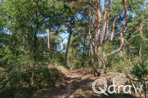 Veluwe Zwerfpad Etappe 13 van Hoog Soeren naar Kootwijk (2026) ; Nieuw Milligse Zand ; Nieuw Milligse Zand, Veluwe Zwerfpad, Etappe 13, dennenbomen