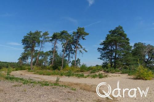 Veluwe Zwerfpad Etappe 13 van Hoog Soeren naar Kootwijk (2026) ; Kootwijkerduin ; Kootwijkerduin, zand, bomen, Veluwe Zwerfpad, Etappe 13